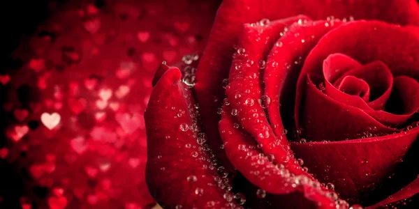 Rose gegen Valentinsherzen — Stockfoto