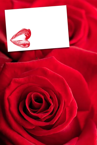 Červené růže proti bílé karty — Stock fotografie
