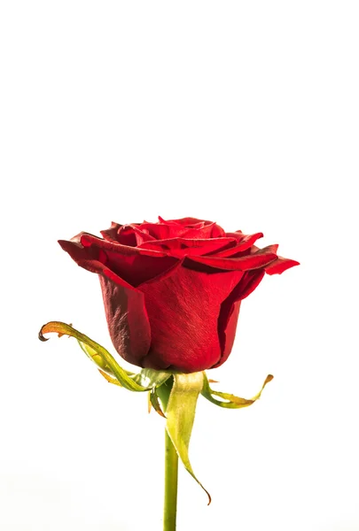 Rote Rosenblüte — Stockfoto