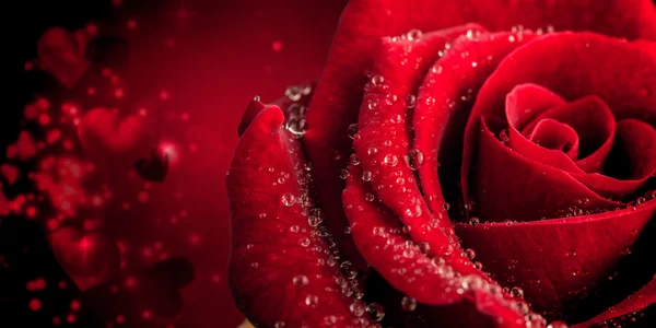 Rose gegen Valentinsherzen — Stockfoto