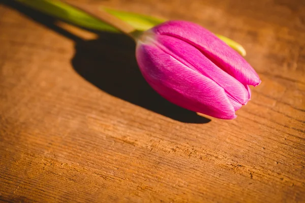 Pink tulip on wooden table — Stock Photo, Image