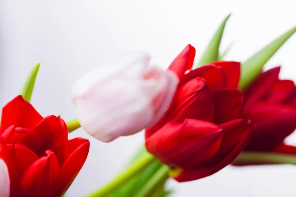 Banda tulipány na bílém pozadí — Stock fotografie