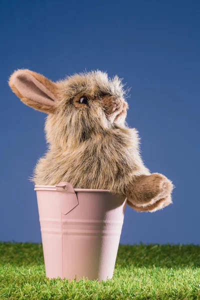 Bunny rabbit in pink bucket — Stock Photo, Image