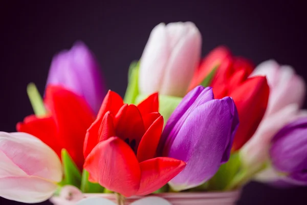 Banda tulipány na černém pozadí — Stock fotografie
