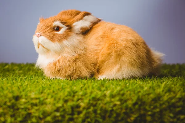 Ginger kanin på gräs — Stockfoto
