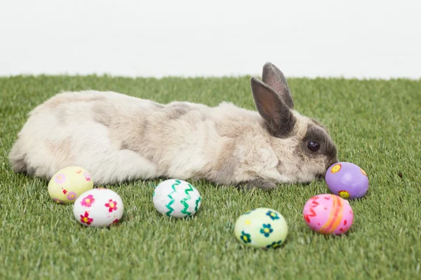 Conejo con huevos de Pascua en la hierba — Foto de Stock