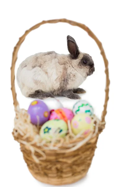 Bunny with basket of Easter eggs — Stock Photo, Image