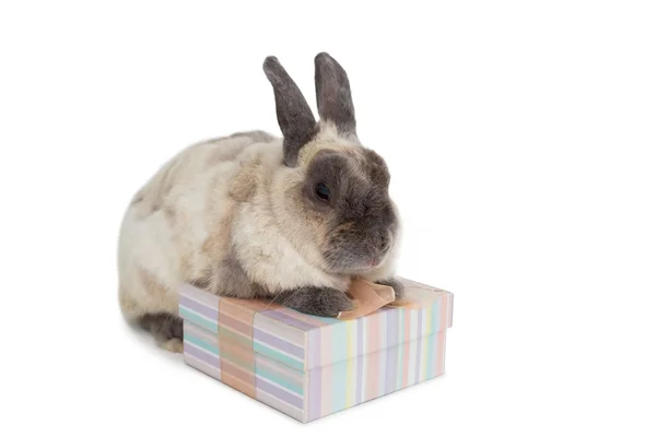 Fluffy bunny with gift box Stock Picture