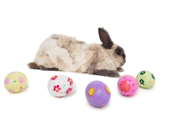 Fluffy bunny with Easter eggs — Stock Photo, Image