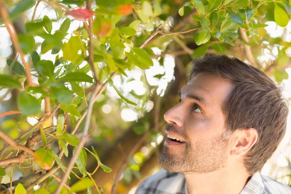 Gelukkig man die lacht op boom — Stockfoto