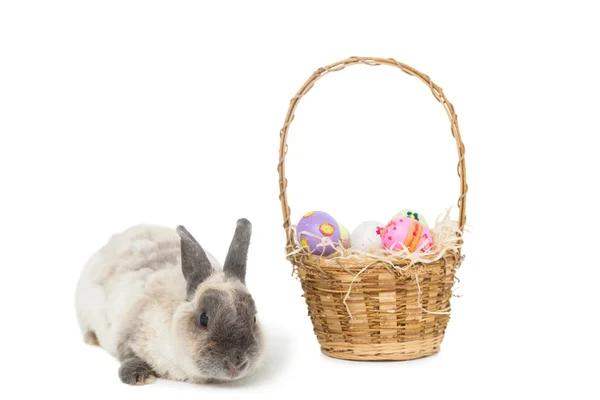 Easter bunny with basket of eggs — Stock Photo, Image