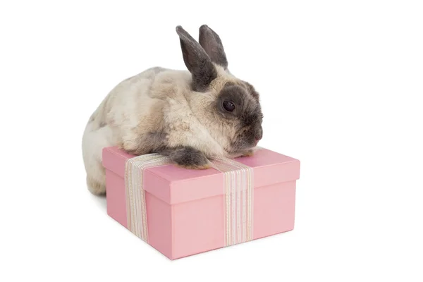 Conejito esponjoso con caja de regalo rosa — Foto de Stock