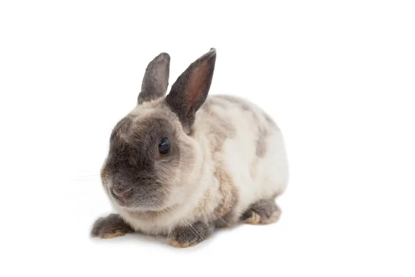 Full length of adorable rabbit — Stock Photo, Image