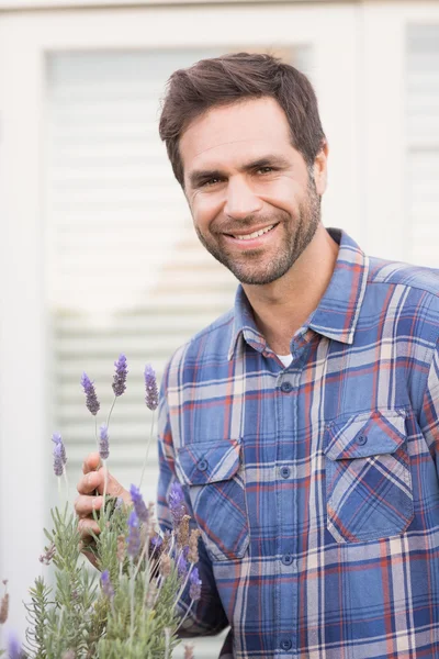 Homem feliz cheirando sua planta de lavanda — Fotografia de Stock