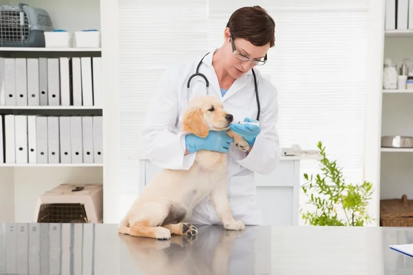 Vétérinaire donnant la médecine au chien — Photo