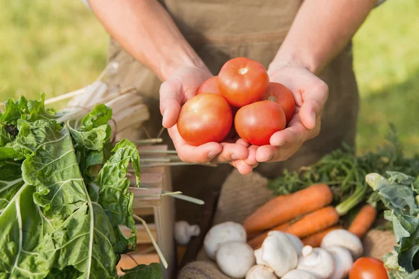 Agricultor mostrando sus tomates orgánicos — Foto de Stock