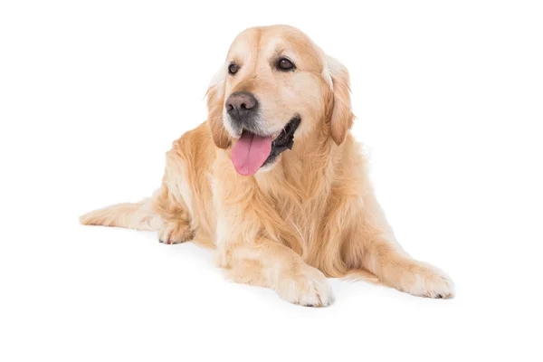 Perro mentiroso mirando a un lado — Foto de Stock