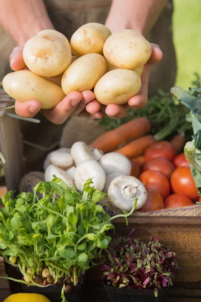 Landwirt zeigt seine Bio-Kartoffeln — Stockfoto