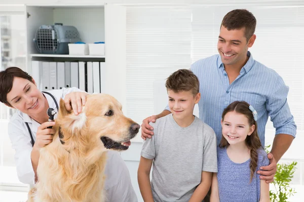 Veterinaria examinando a un perro con sus dueños —  Fotos de Stock