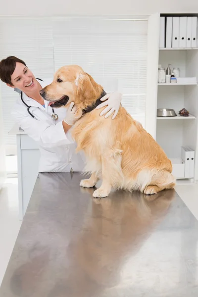 Sorridente veterinario esame cane — Foto Stock