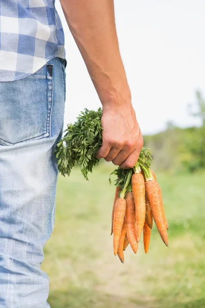 Bonden hålla gäng ekologiska morötter — Stockfoto