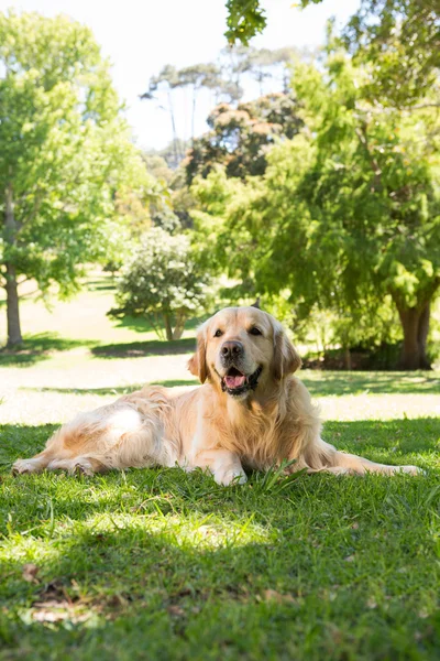 Cute golden retriever w parku — Zdjęcie stockowe