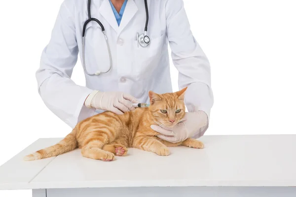 Ветеринар осматривает кошку — стоковое фото