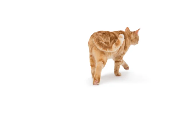 Кошка, гуляющая одна — стоковое фото