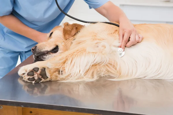 Veterinario perro examinador — Foto de Stock