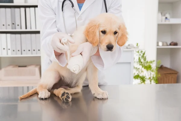 Veterinario che fa un bendaggio a cane — Foto Stock