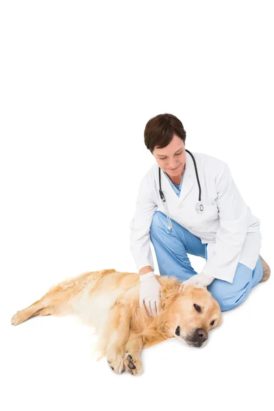 Veterinario examinando un perro — Foto de Stock