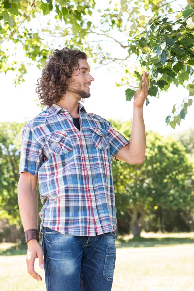Ung man röra blad på träd — Stockfoto