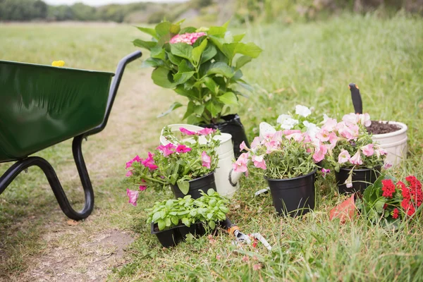 Fiori in vaso pronti per essere piantati — Foto Stock