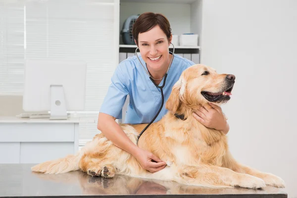 Ветеринар осматривает собаку стетоскопом — стоковое фото