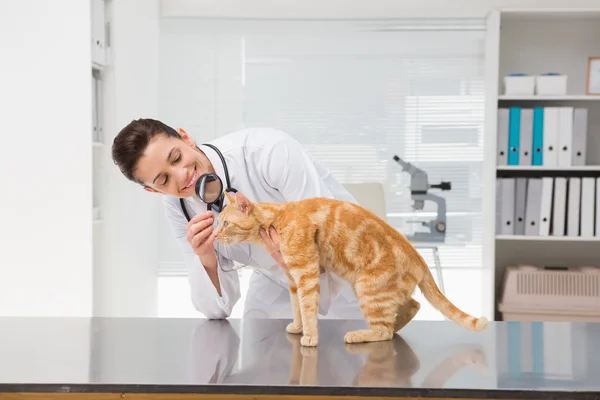 Veterinarian examining cat with magnifying glass — Stock Photo, Image