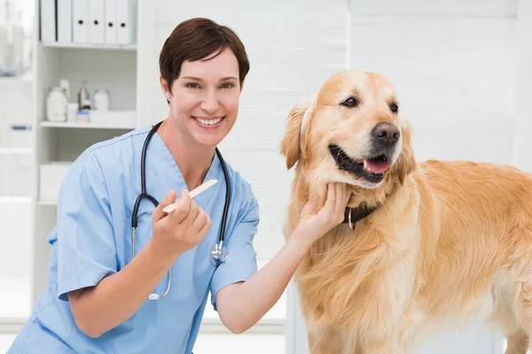 Ветеринар, осматривающий рот собаки — стоковое фото