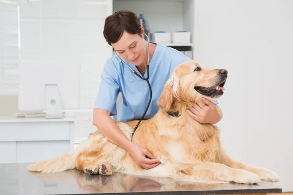 Veterinarian examining cute dog — Stock Photo, Image