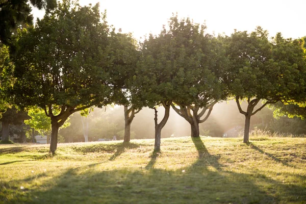 Sonniger Tag im Park — Stockfoto