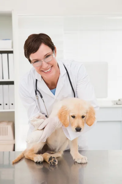 Veterinario che fa un bendaggio a cane — Foto Stock