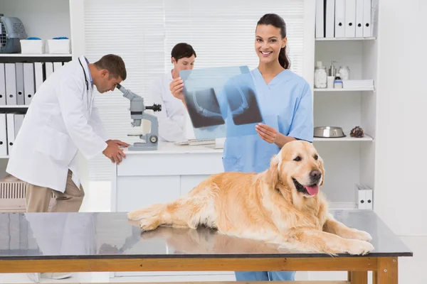 Veterinär medarbetare undersökande hundar röntgen — Stockfoto