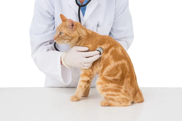 Veterinär undersöka katten med stetoskop — Stockfoto