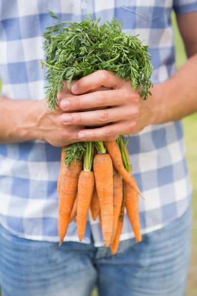 Bonden hålla gäng ekologiska morötter — Stockfoto