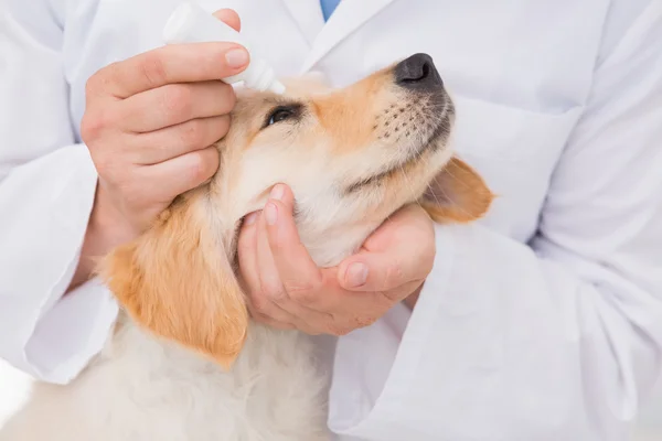 Vétérinaire examinant un chien mignon — Photo