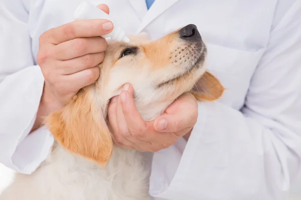 Veterinarian examining a cute dog — Stock Photo, Image