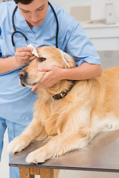 Veterinario examinando lindo perro —  Fotos de Stock