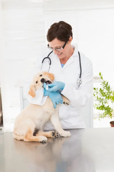 Veterinarian giving medicine to dog — Stock Photo, Image