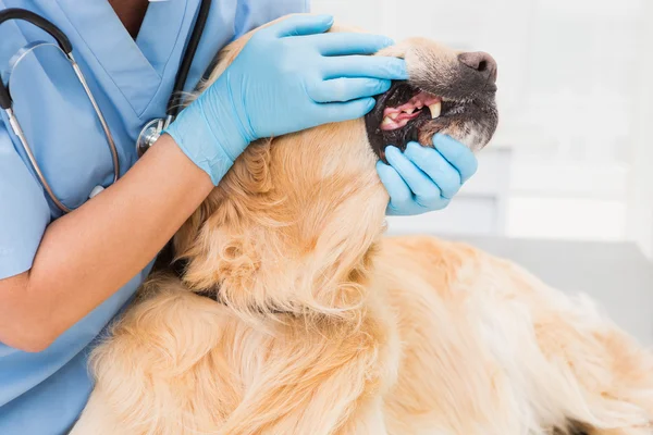 Veterinario examinando dientes de perro lindo — Foto de Stock