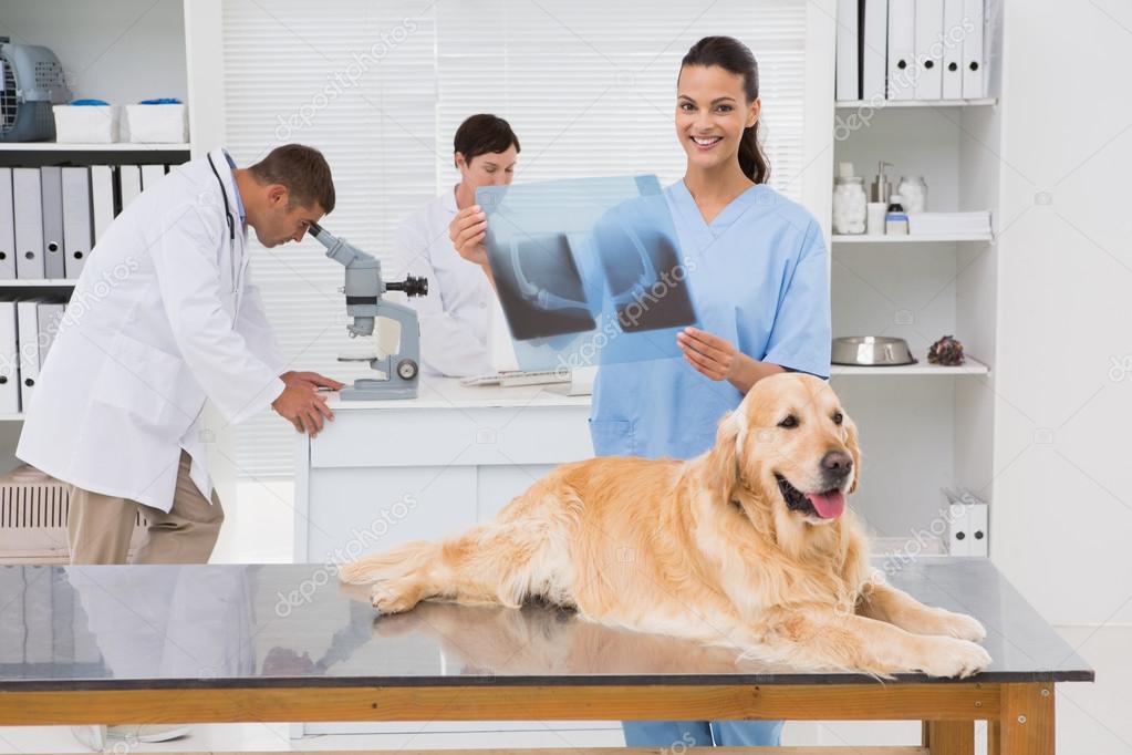Veterinarian coworker examining dogs xray Stock Photo by
