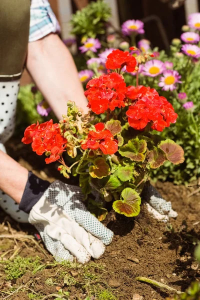 Woman planting a red flower — Stock Photo, Image