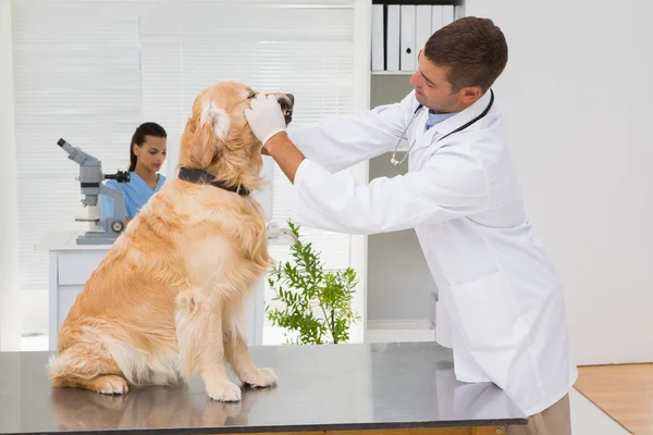 Veterinarian examining teeth of dog — Stock Photo, Image